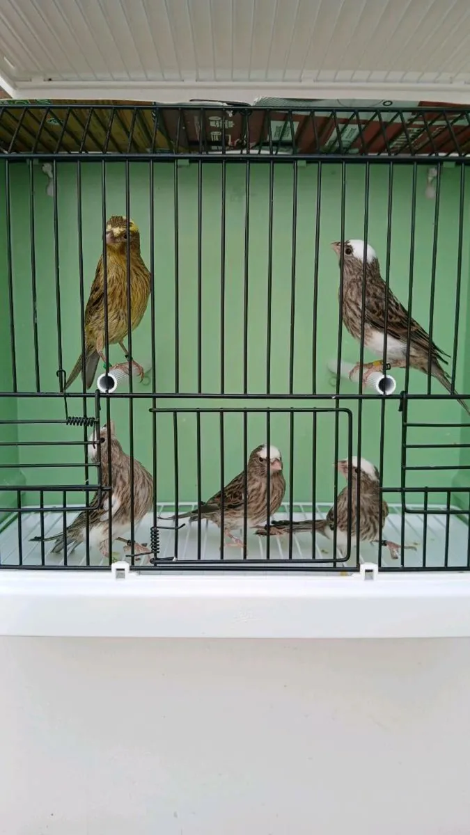 Lizard canaries - Image 1