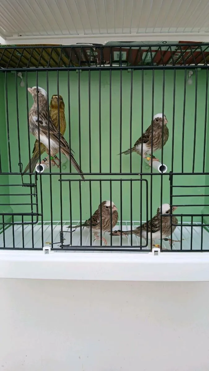 Lizard canaries - Image 4