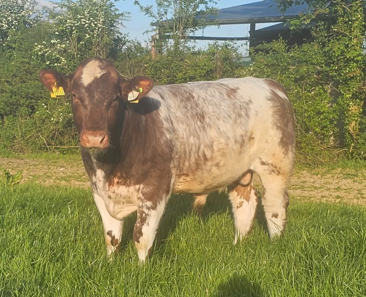 Powerful Pedigree Registered Beef Shorthorn Bulls - Image 4