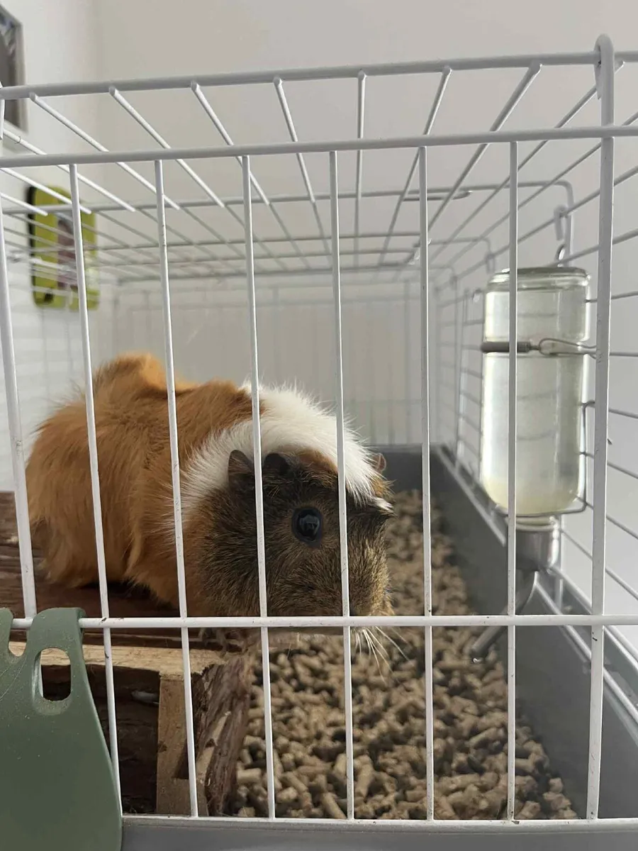 guinea pig - Image 1