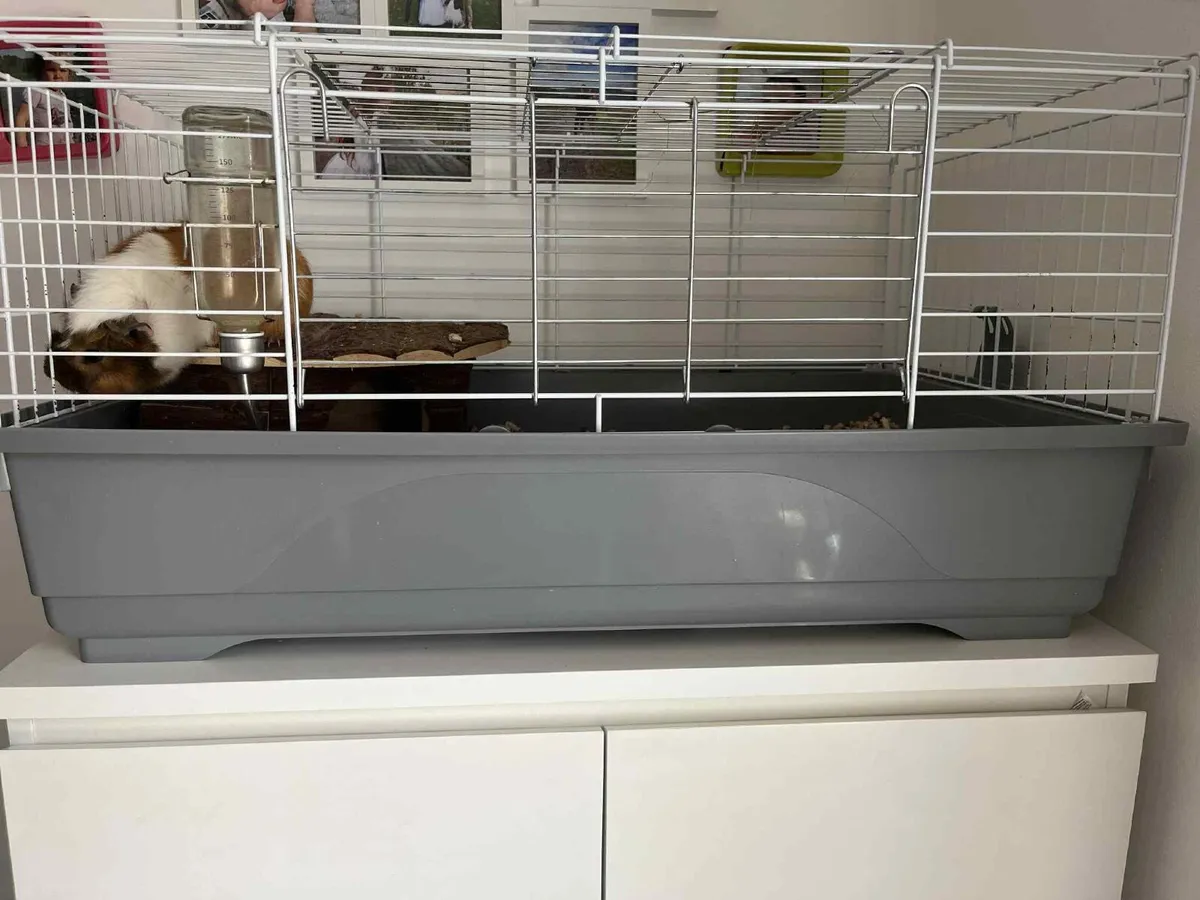 guinea pig - Image 2