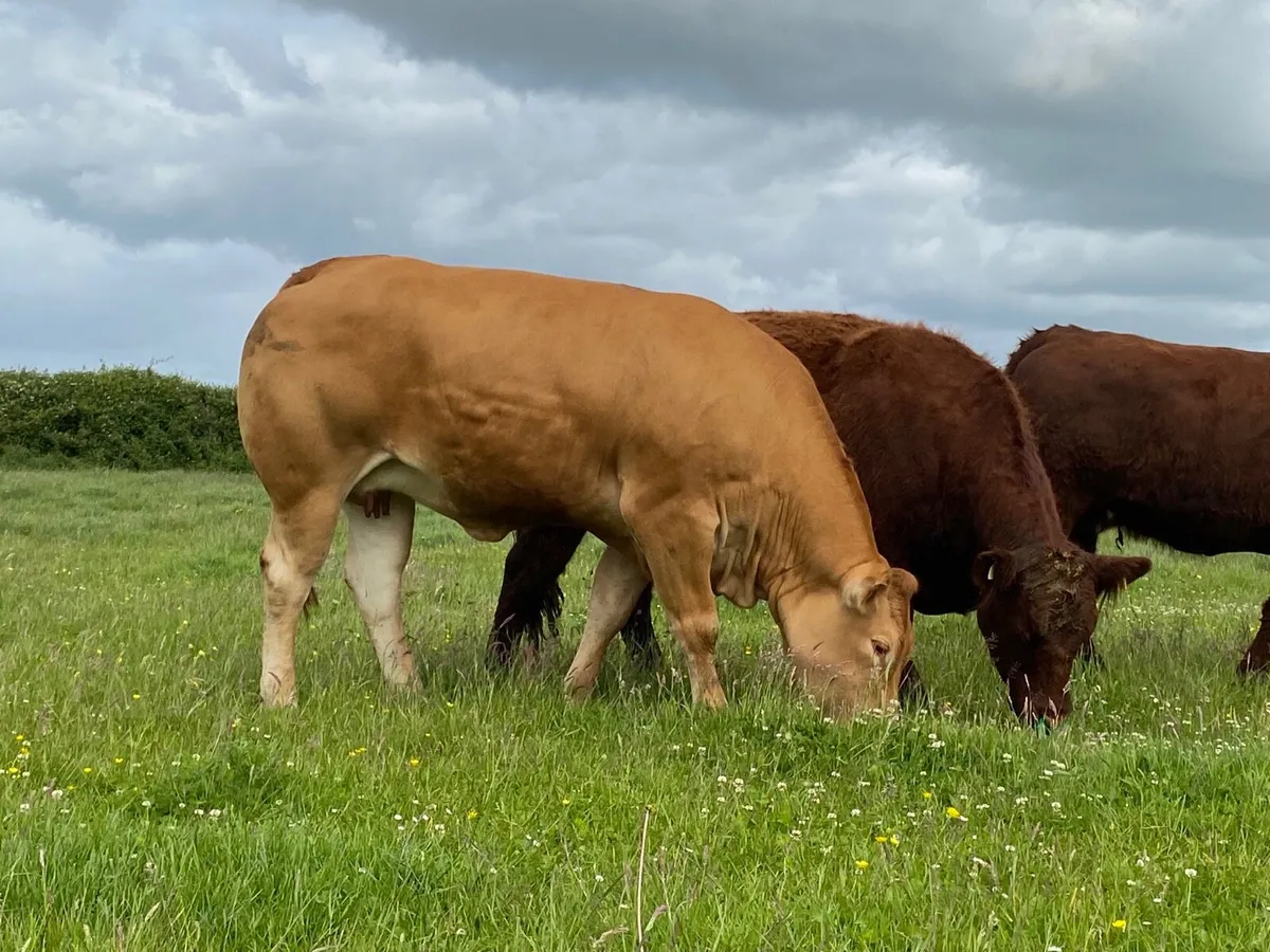 Pedigree Limousin - Milan Tennesse Lee - Image 2