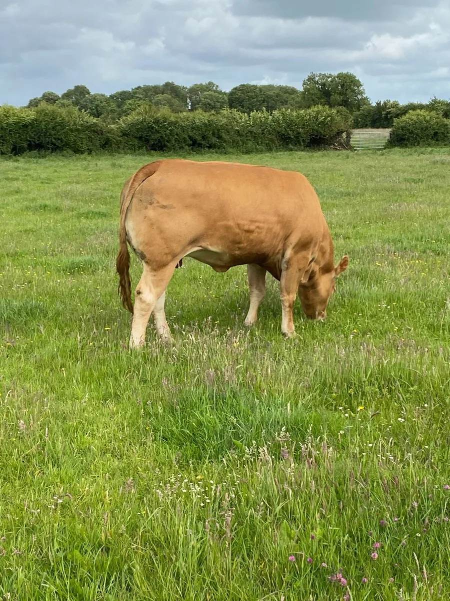 Pedigree Limousin - Milan Tennesse Lee - Image 3