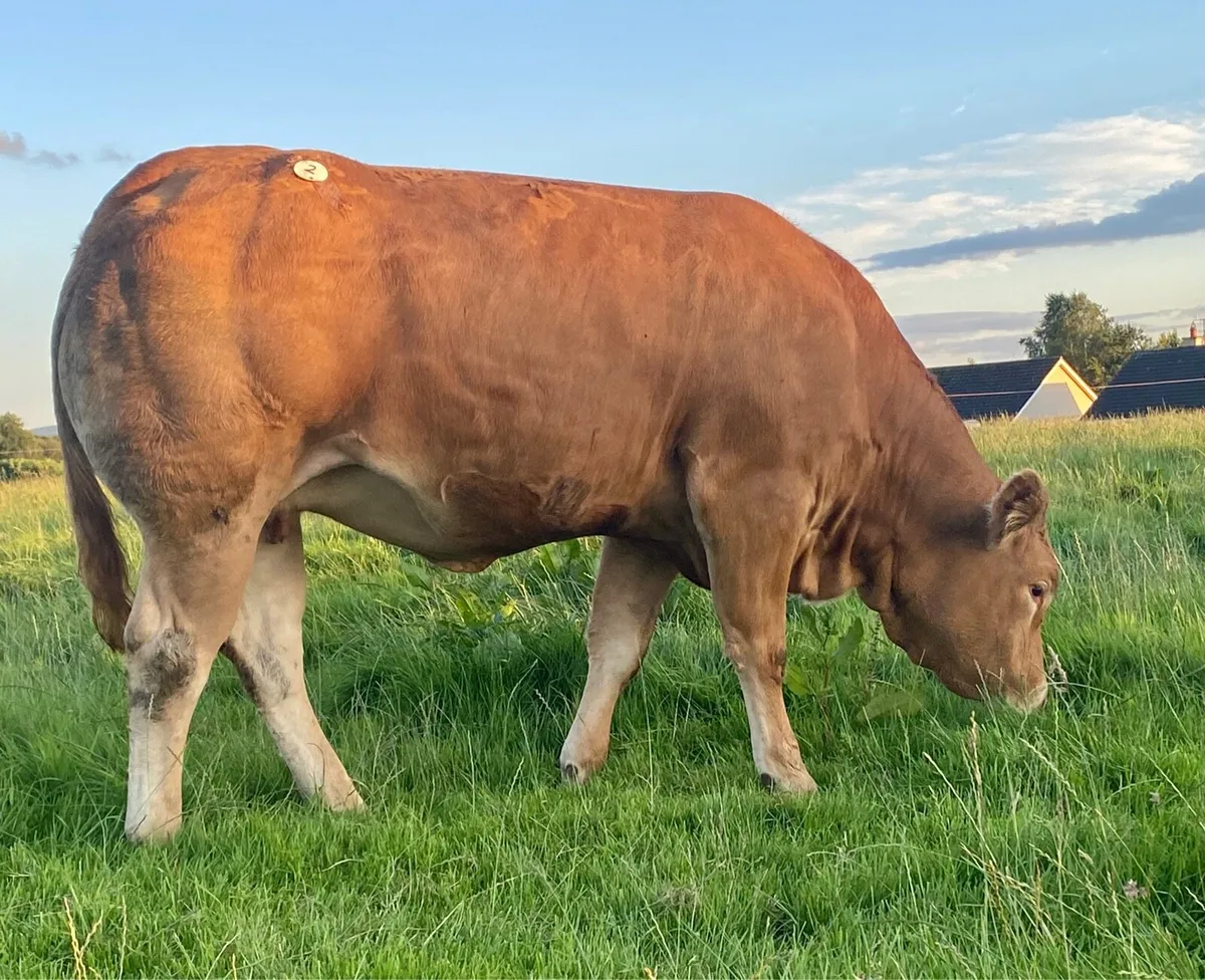 Pedigree Limousin - Milan Tennesse Lee - Image 1
