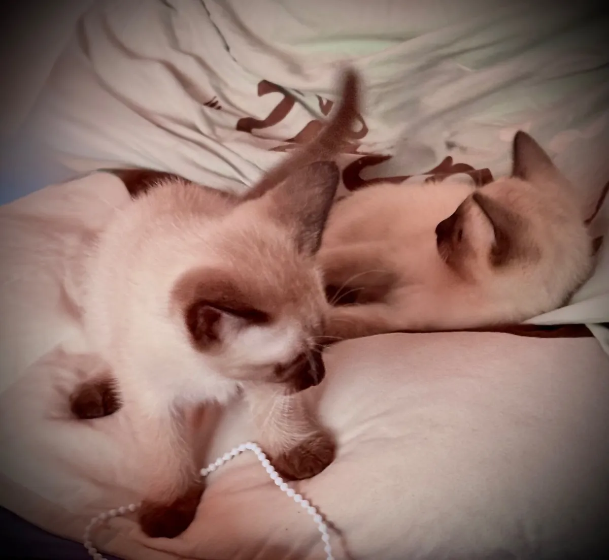 Kitten - Image 4
