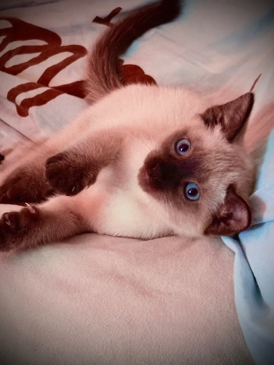 Kitten - Image 1