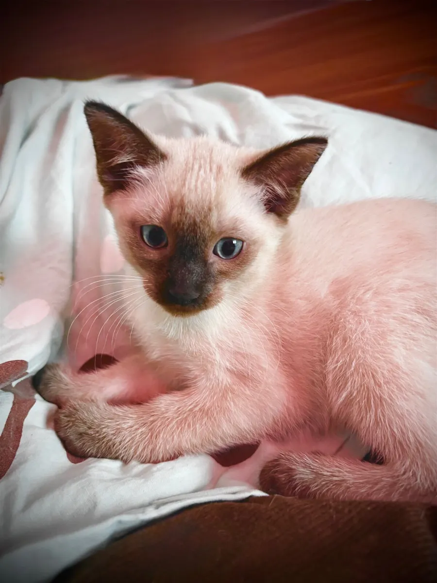 Kitten - Image 3