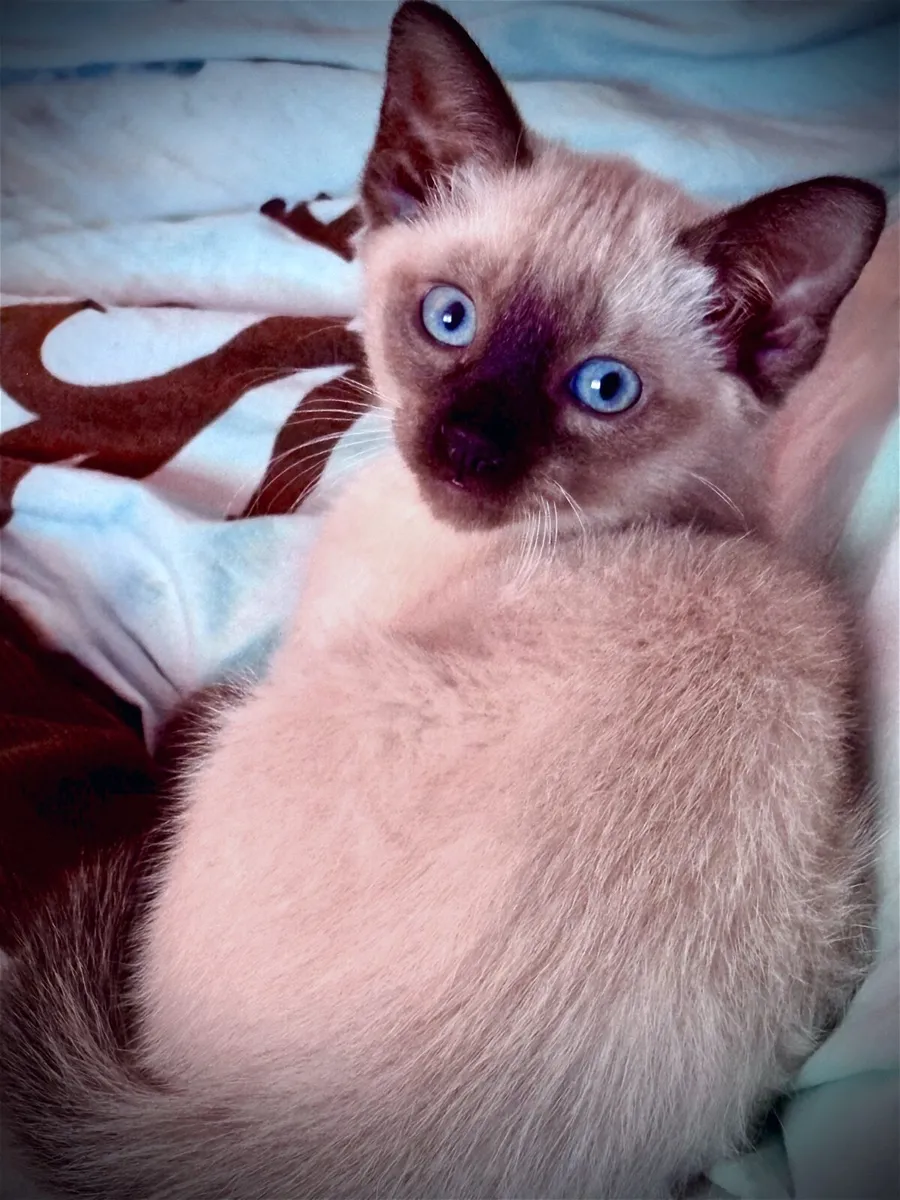 Kitten - Image 2