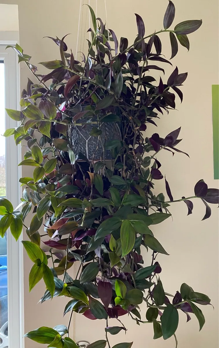 Houseplant 🪴Tradescantia Flame Dance 🌱 - Image 1