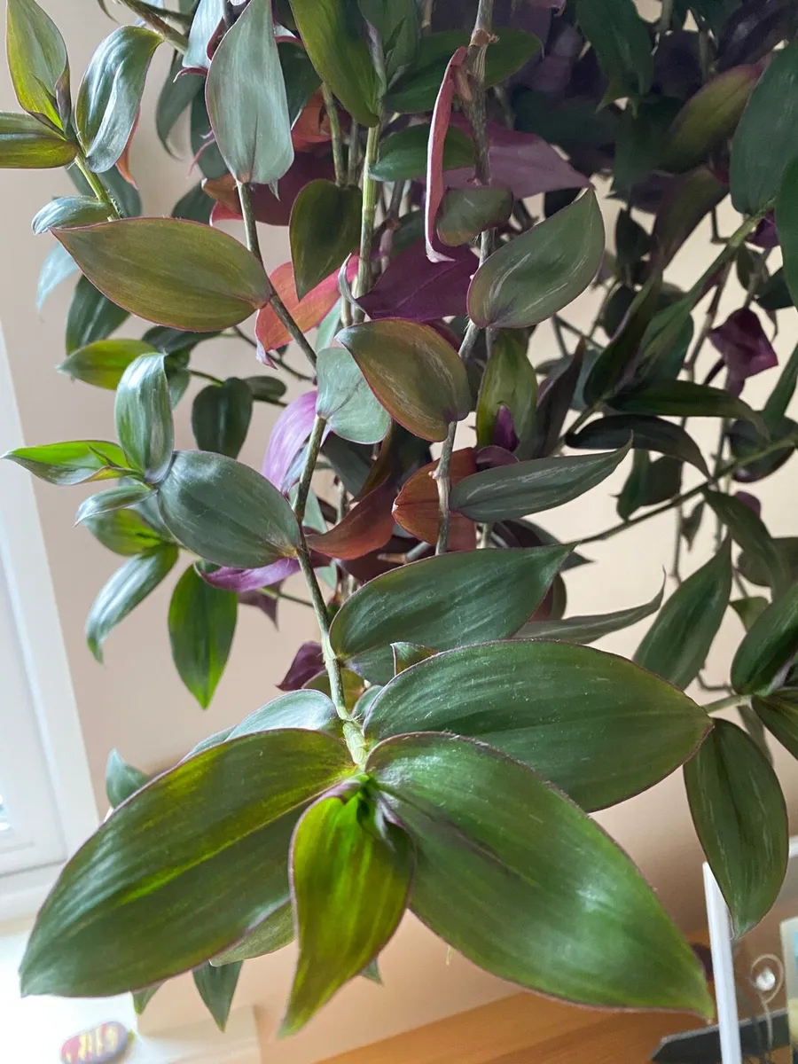 Houseplant 🪴Tradescantia Flame Dance 🌱 - Image 2