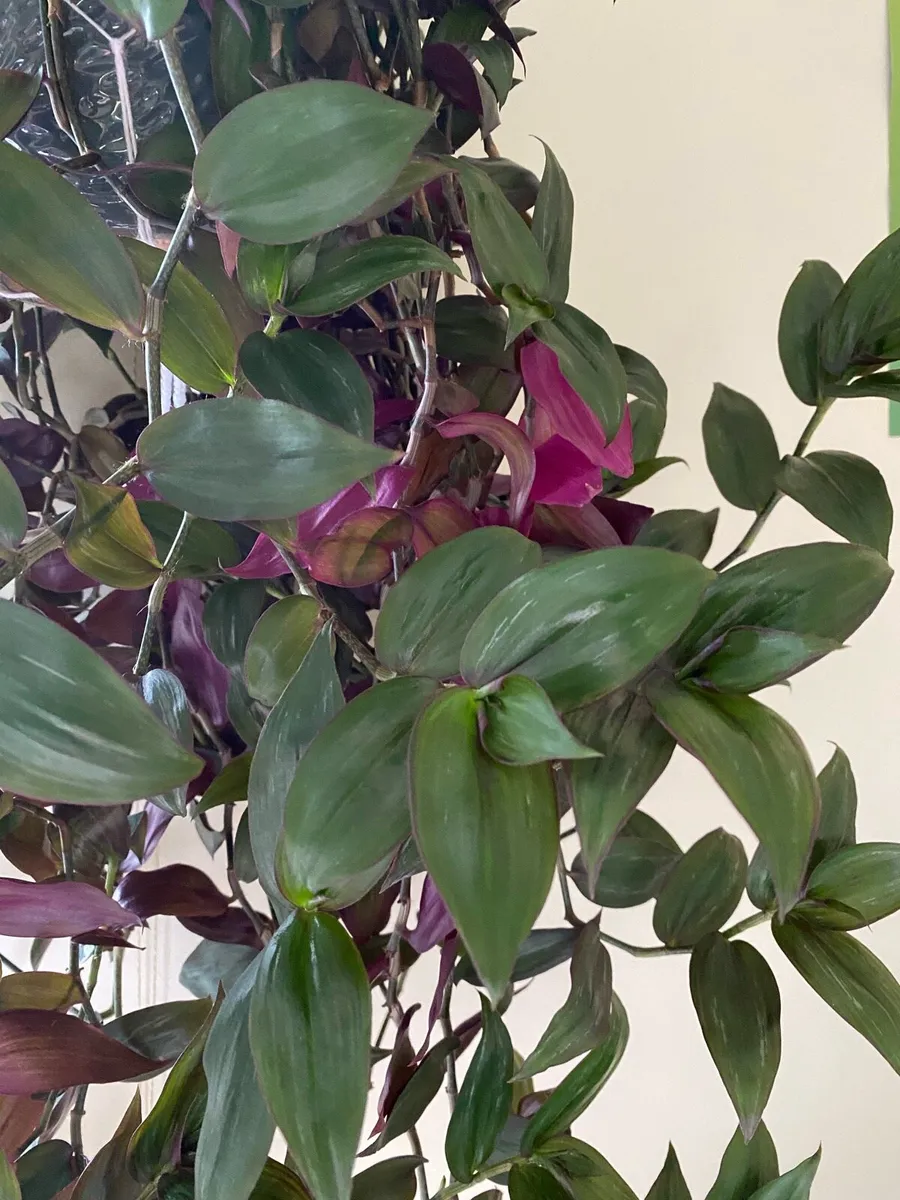 Houseplant 🪴Tradescantia Flame Dance 🌱 - Image 3