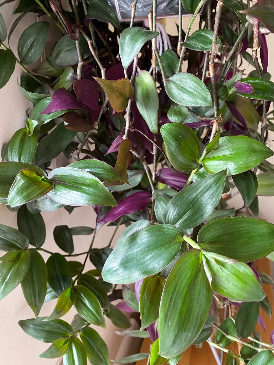 Houseplant 🪴Tradescantia Flame Dance 🌱 - Image 4