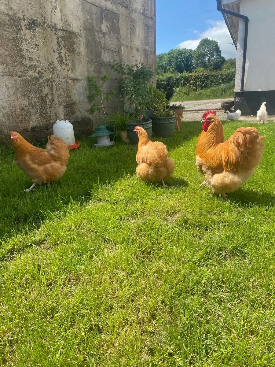 Hatching Eggs - Image 1