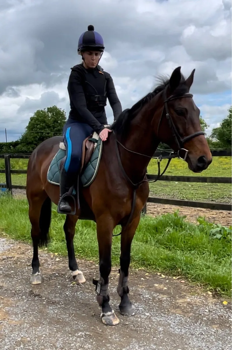 Genuine All rounder Mare 6 yrs - Image 1