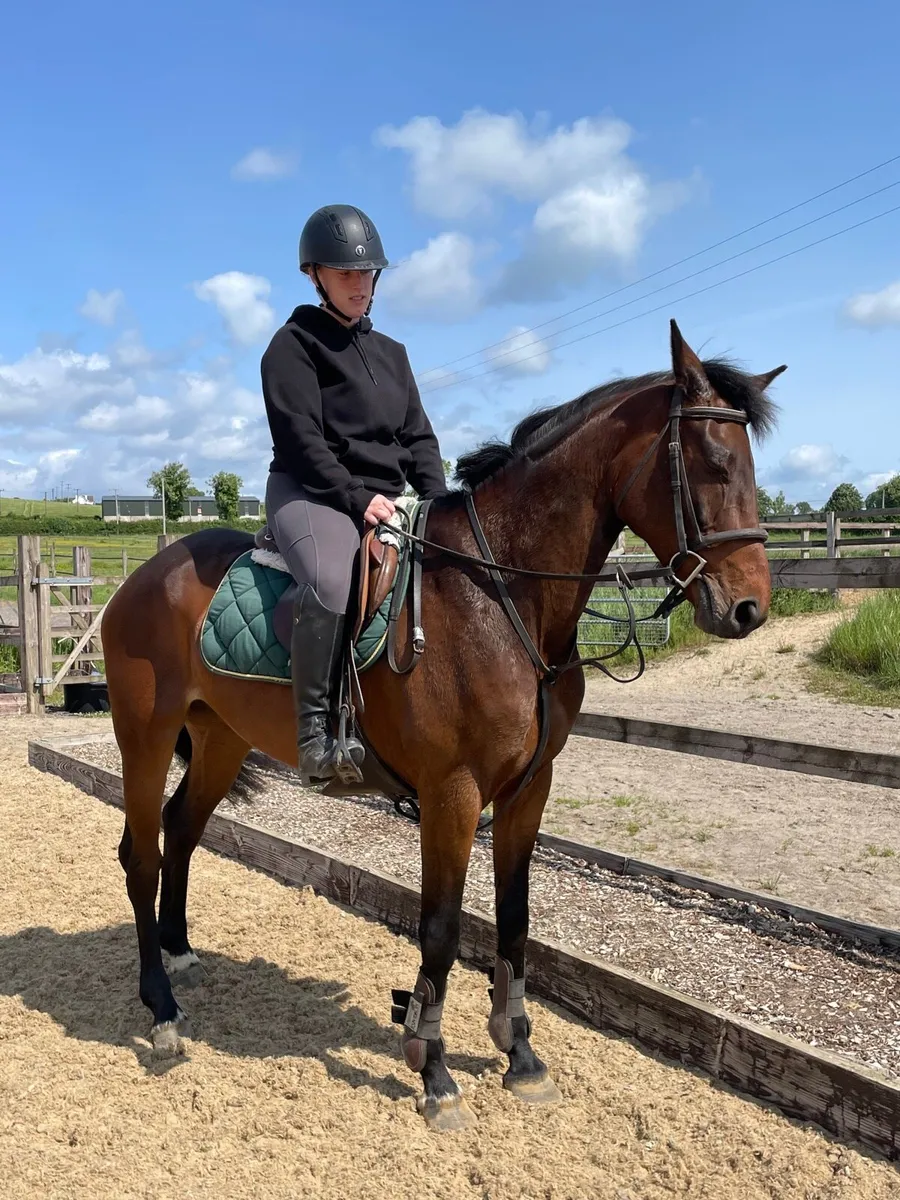 Genuine All rounder Mare 6 yrs - Image 2