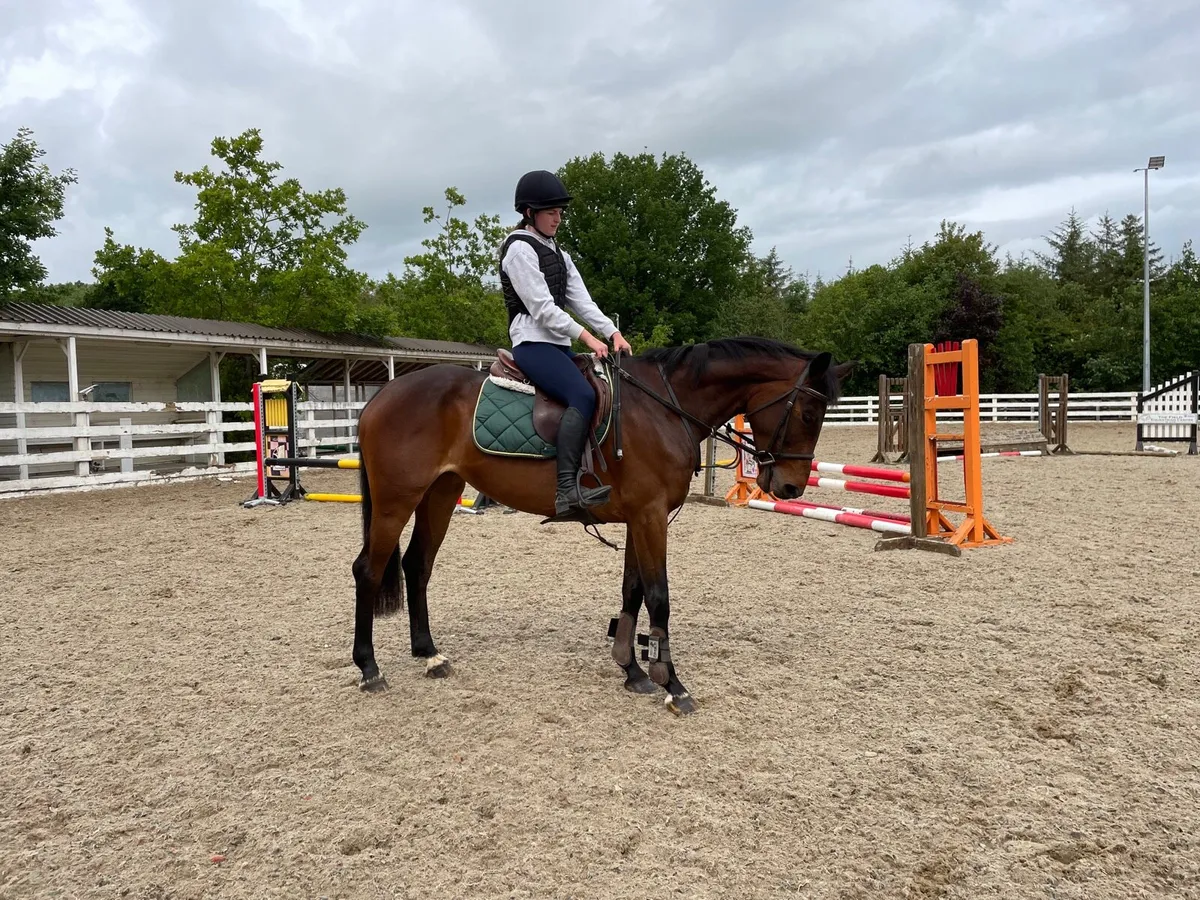 Genuine All rounder Mare 6 yrs - Image 3