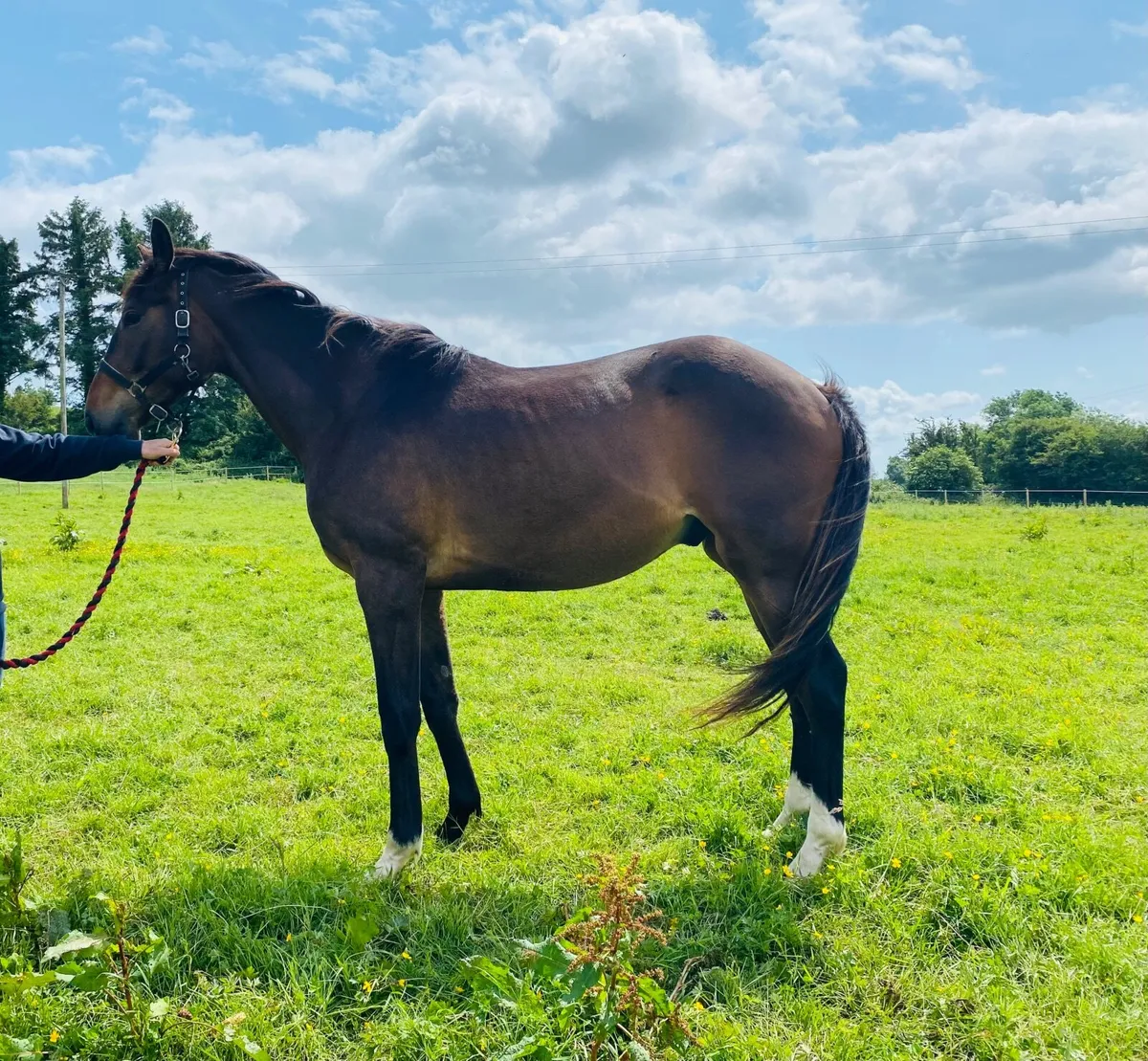 Blue Bresil 2yo - Image 1
