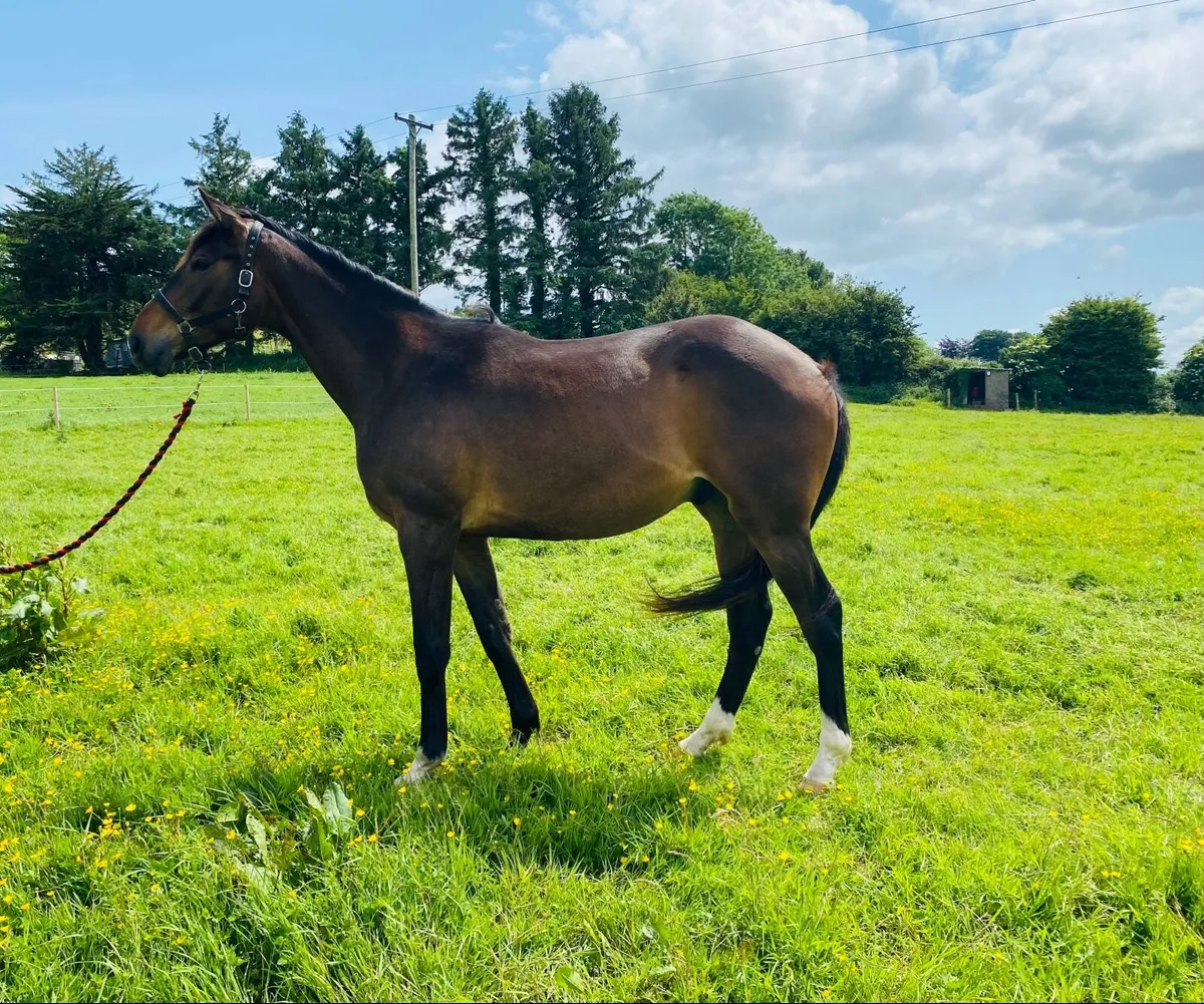 Blue Bresil 2yo - Image 2