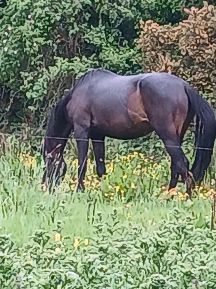 4 year old filly - Image 1