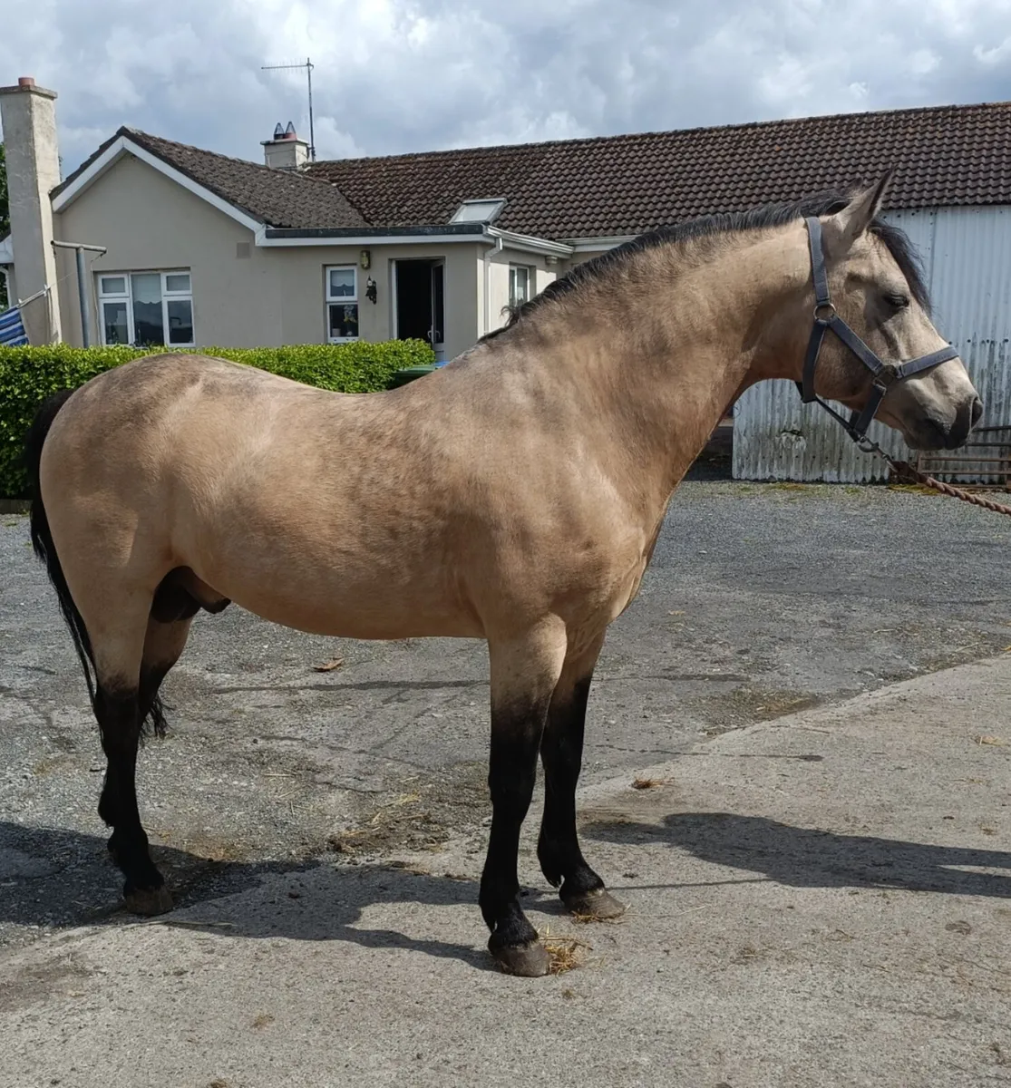 Connie colt out of TB mare - Image 2
