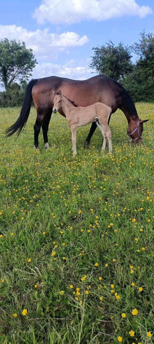 Connie colt out of TB mare - Image 1
