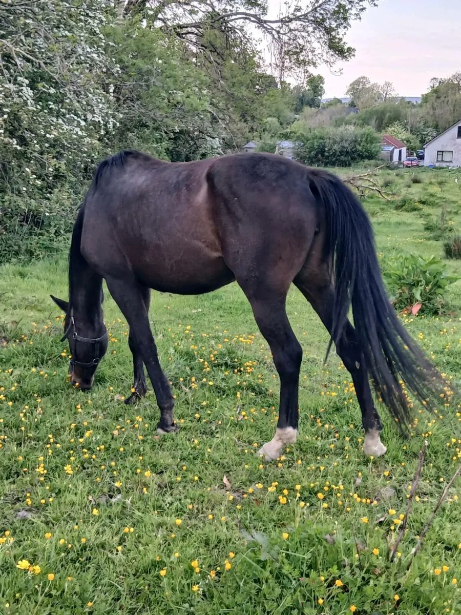 4 year old filly - Image 2