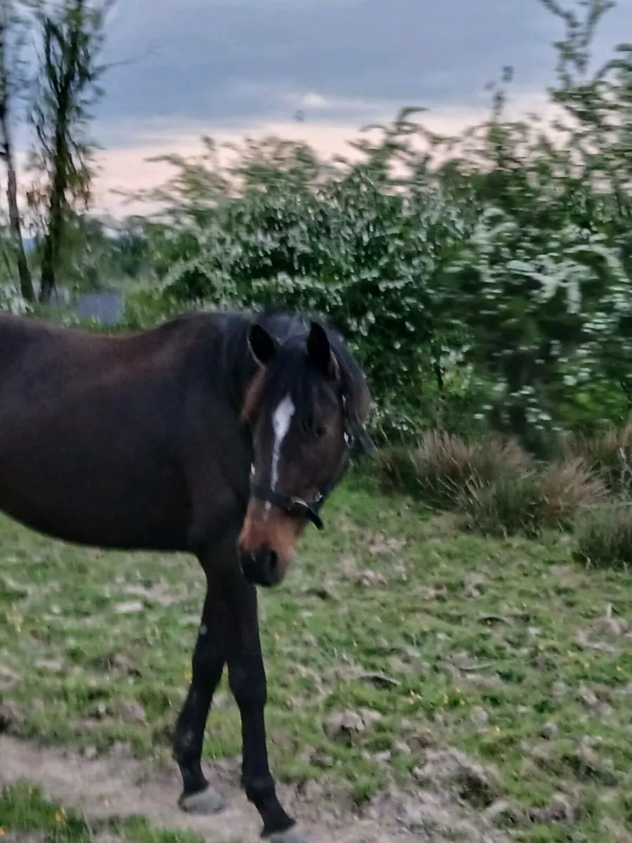 4 year old filly - Image 3