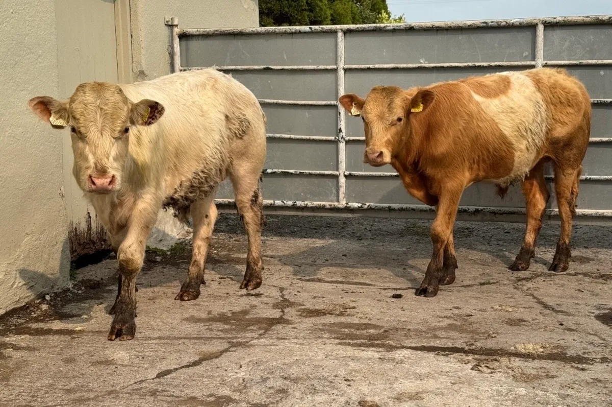 ⭐️2 Super Charlois Bullocks⭐️ - Image 1