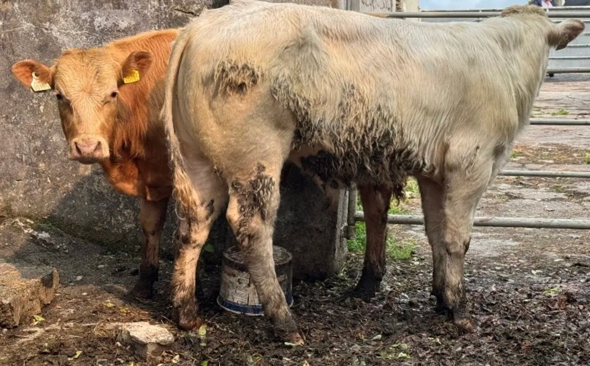 ⭐️2 Super Charlois Bullocks⭐️ - Image 2