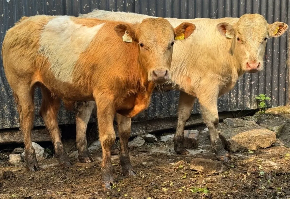 ⭐️2 Super Charlois Bullocks⭐️ - Image 3