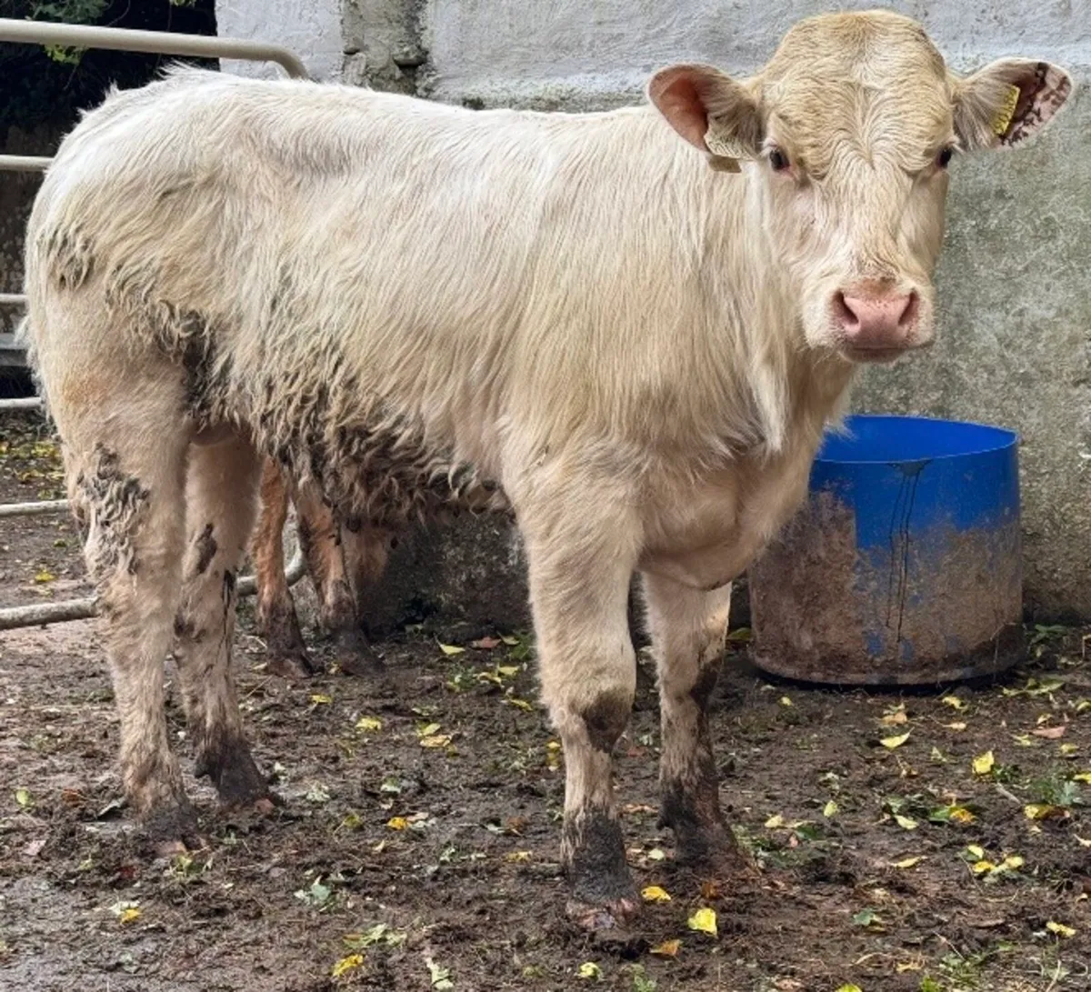 ⭐️2 Super Charlois Bullocks⭐️ - Image 4