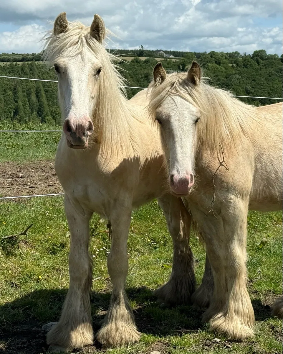 Stunning Palomino irish cob yearlings - Image 1