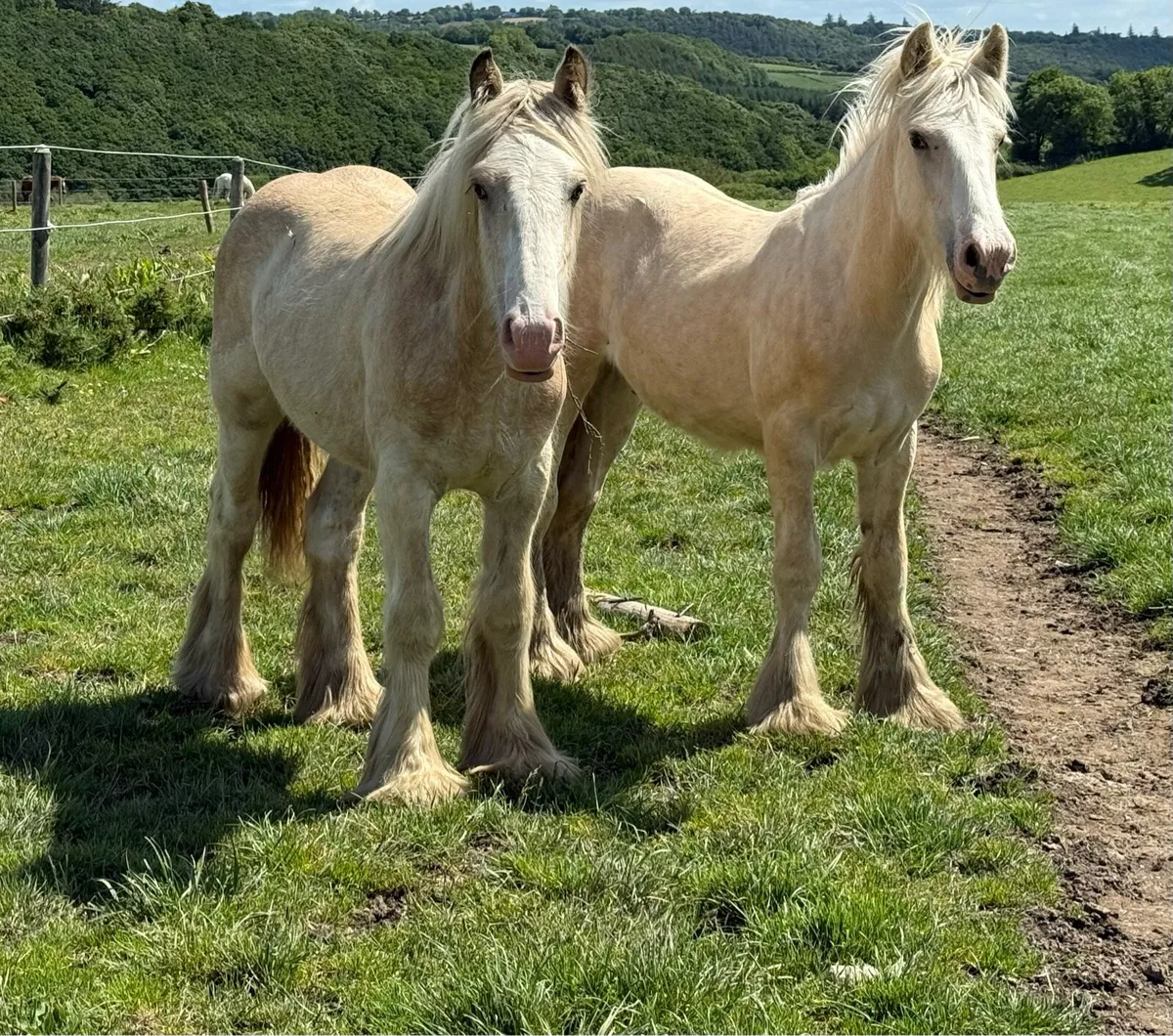 Stunning Palomino irish cob yearlings - Image 2