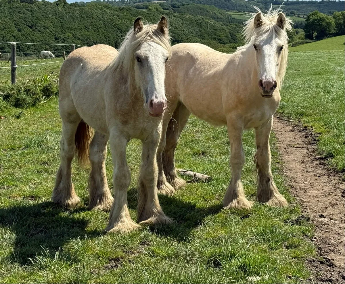 Stunning Palomino irish cob yearlings - Image 3