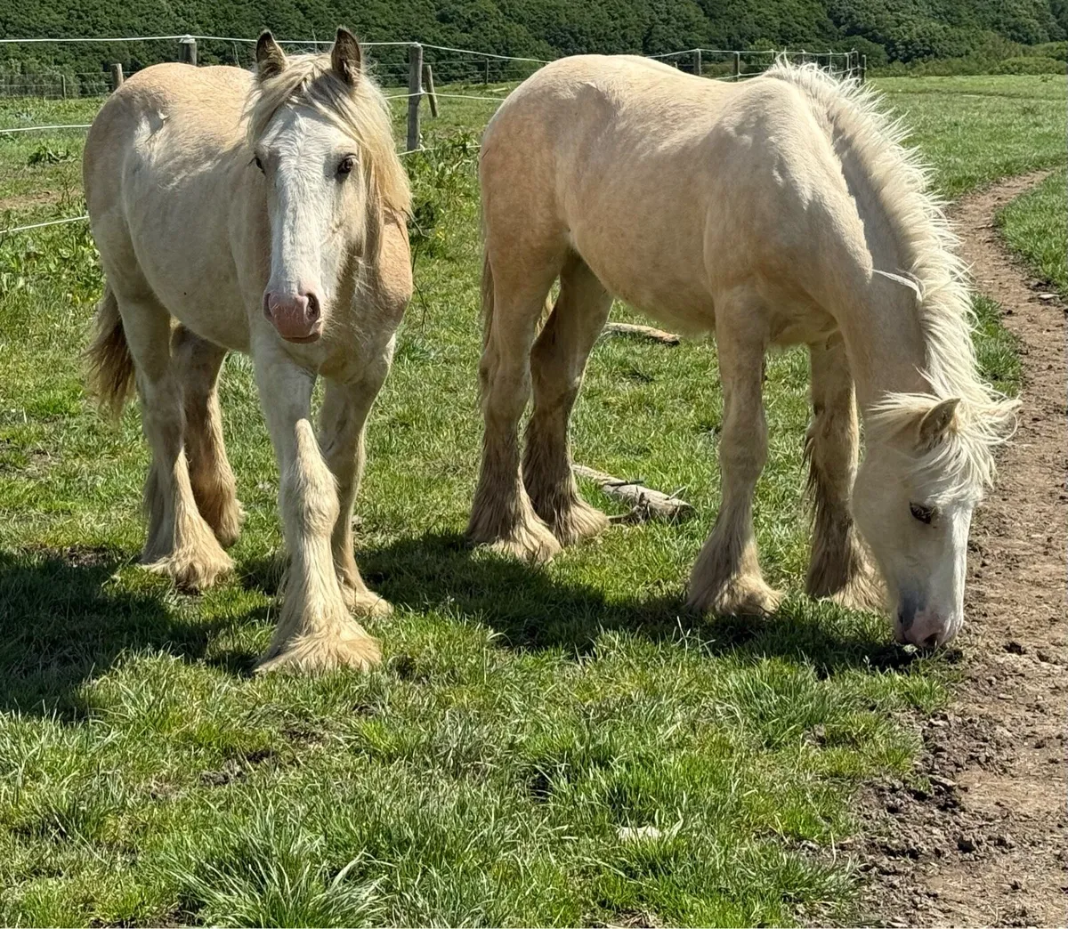 Stunning Palomino irish cob yearlings - Image 4