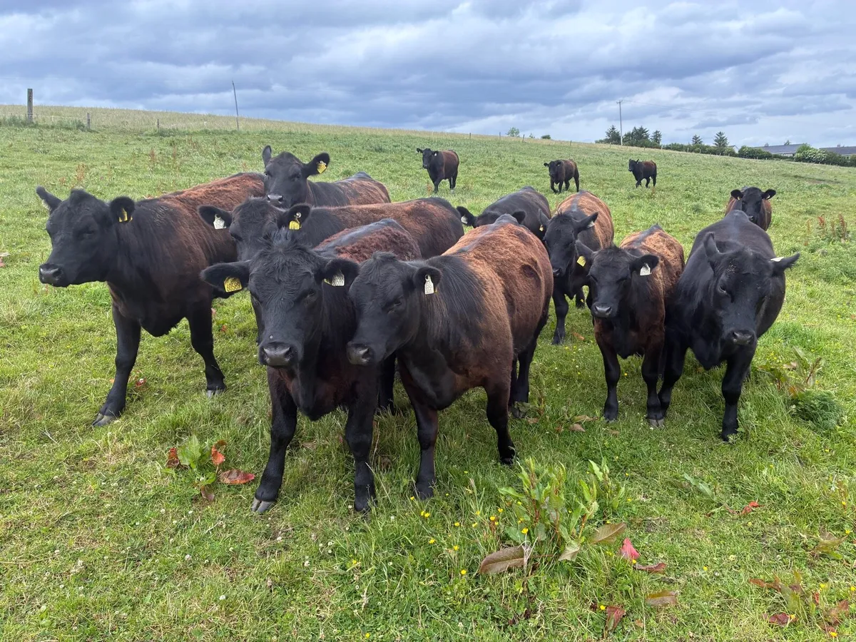 Angus Pedigree heifers - Image 1