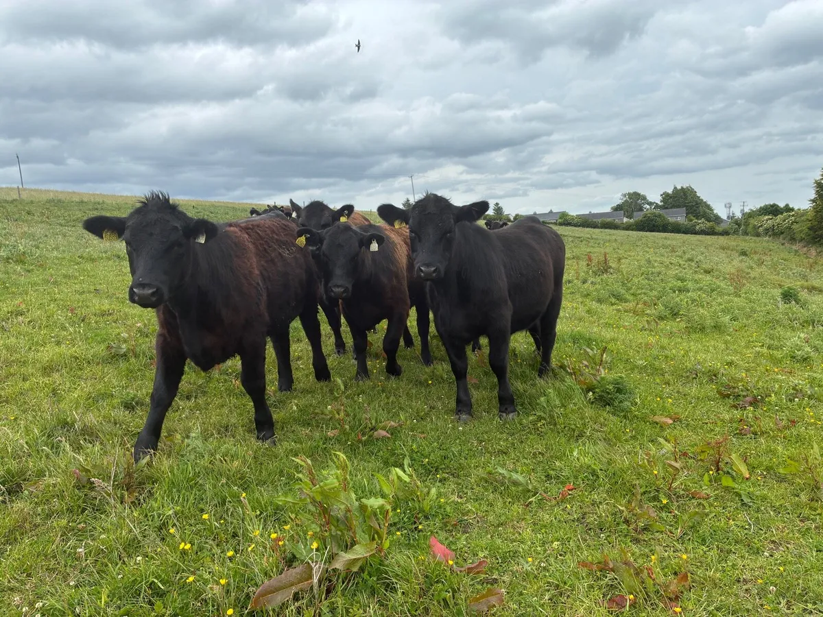 Angus Pedigree heifers - Image 2