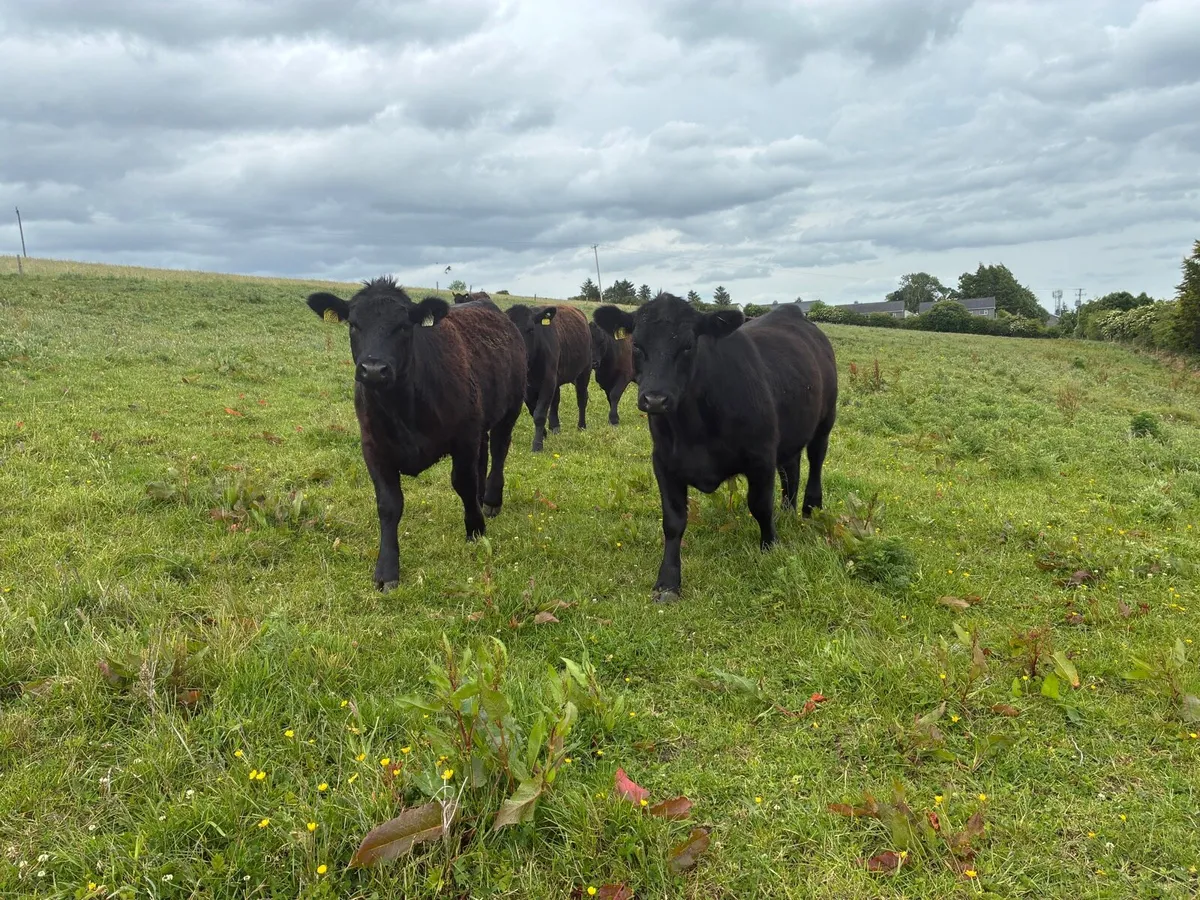 Angus Pedigree heifers - Image 3