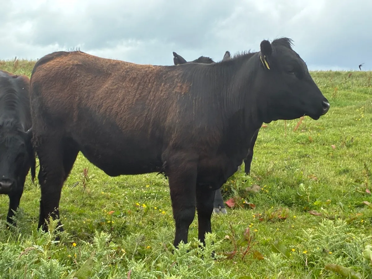 Angus Pedigree heifers - Image 4