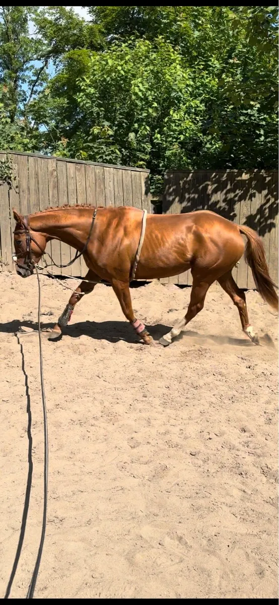 Schooling/Freelance Rider/Breaking - Image 1