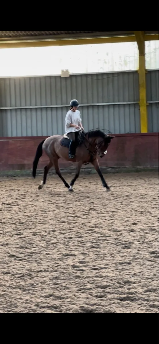 Schooling/Freelance Rider/Breaking - Image 2