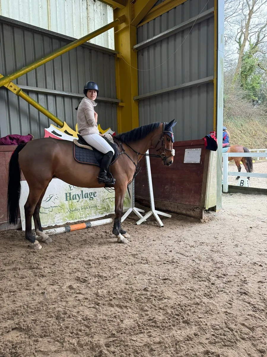 Schooling/Freelance Rider/Breaking - Image 3