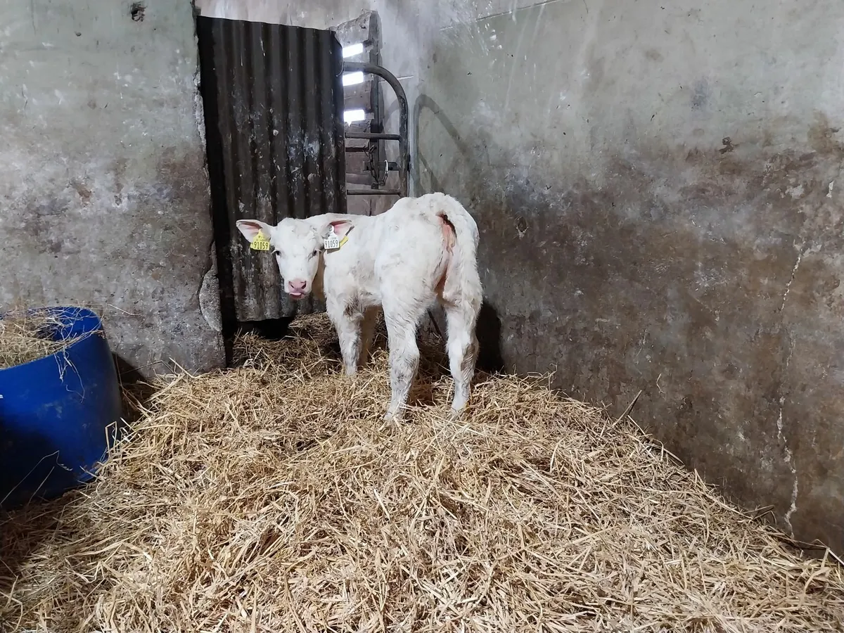 Super Cow Makers. - Image 4