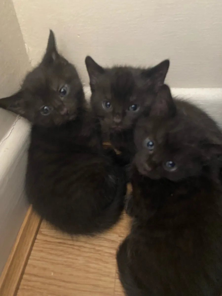 3 beautiful Black kittens for adoption