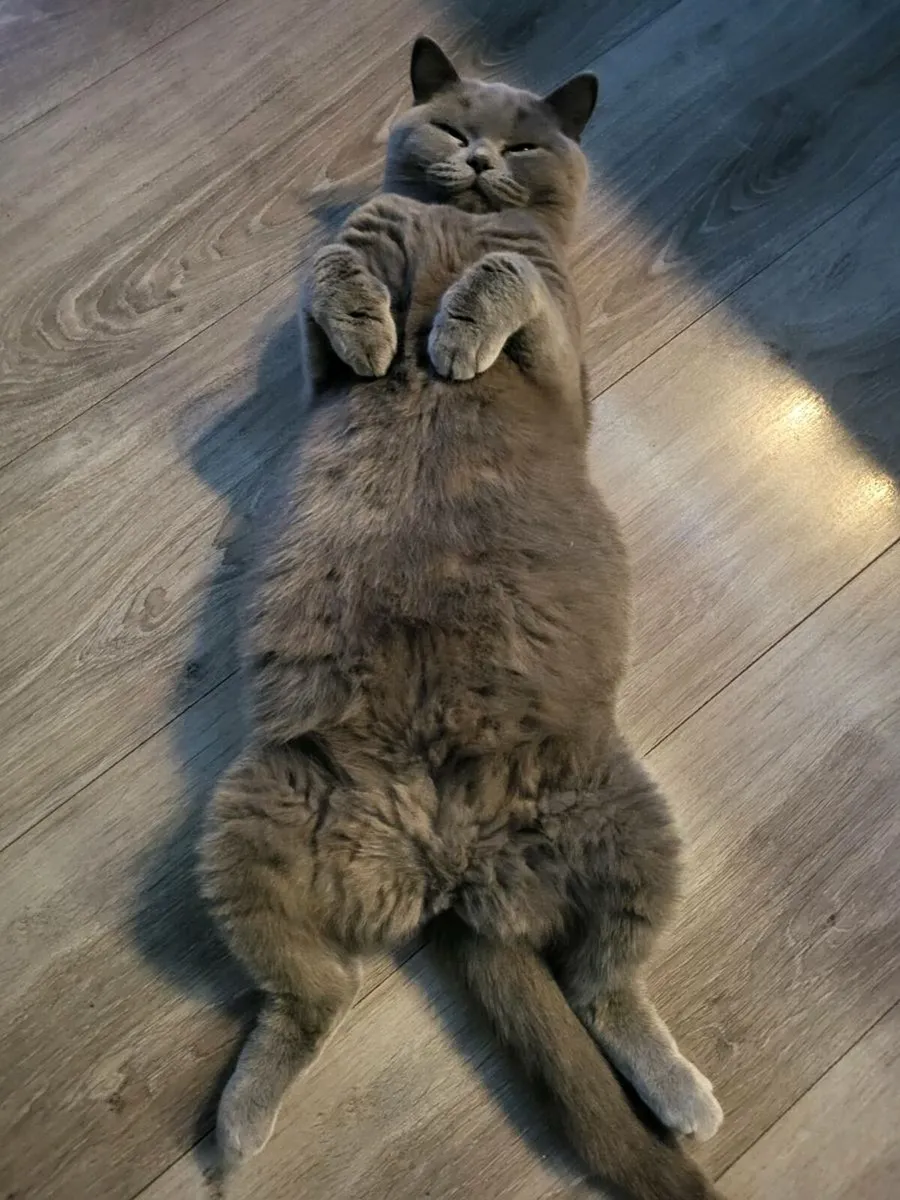 Cat - Image 1