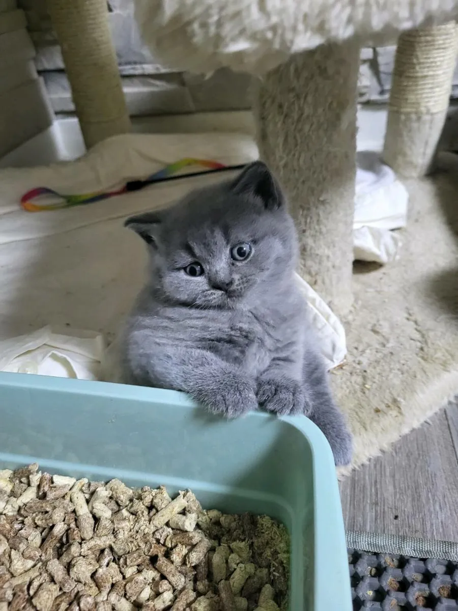 Cat - Image 3