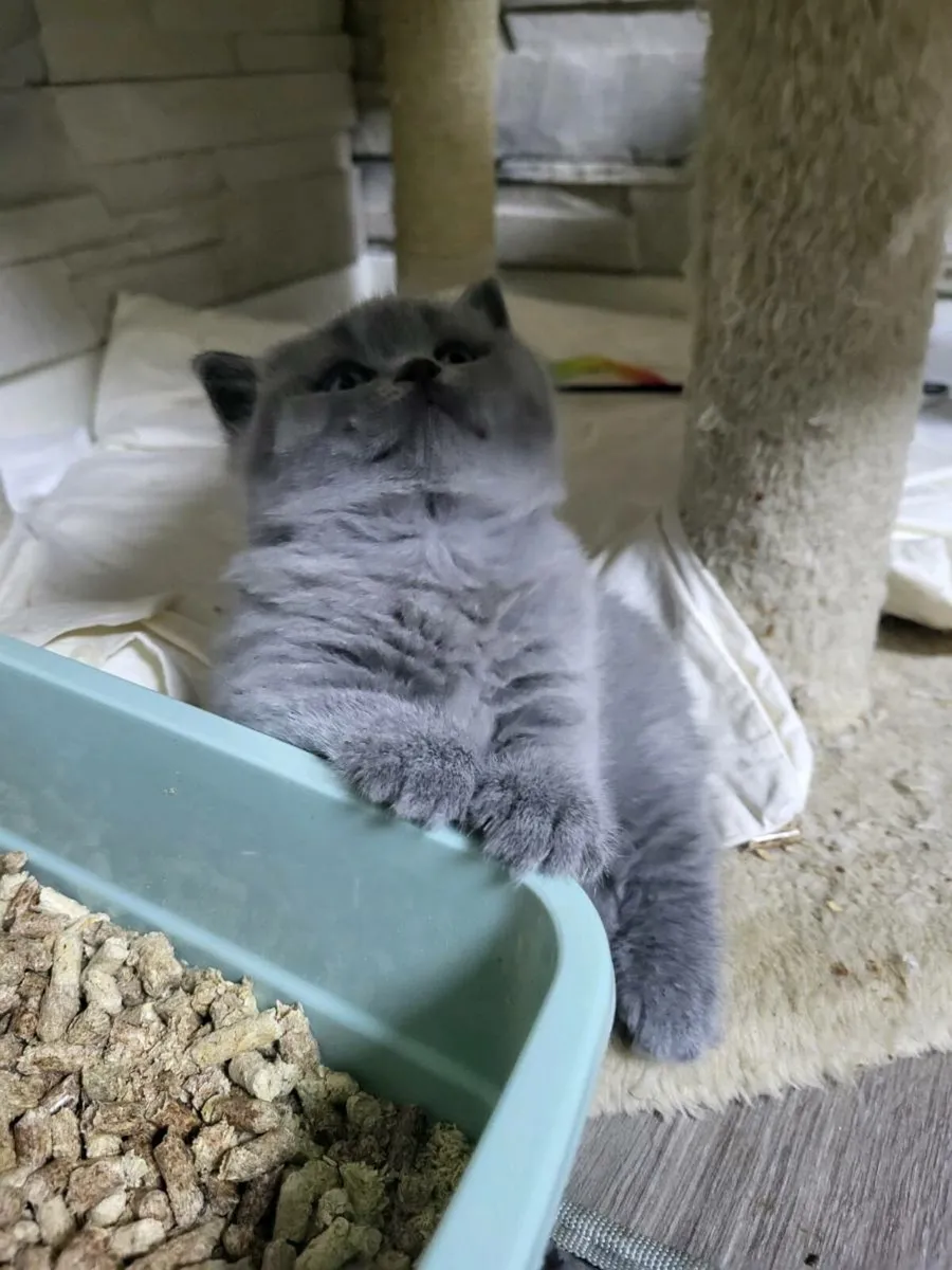 Cat - Image 4