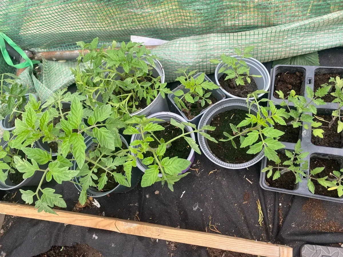 Tomato & Cucumber Plants - Image 1