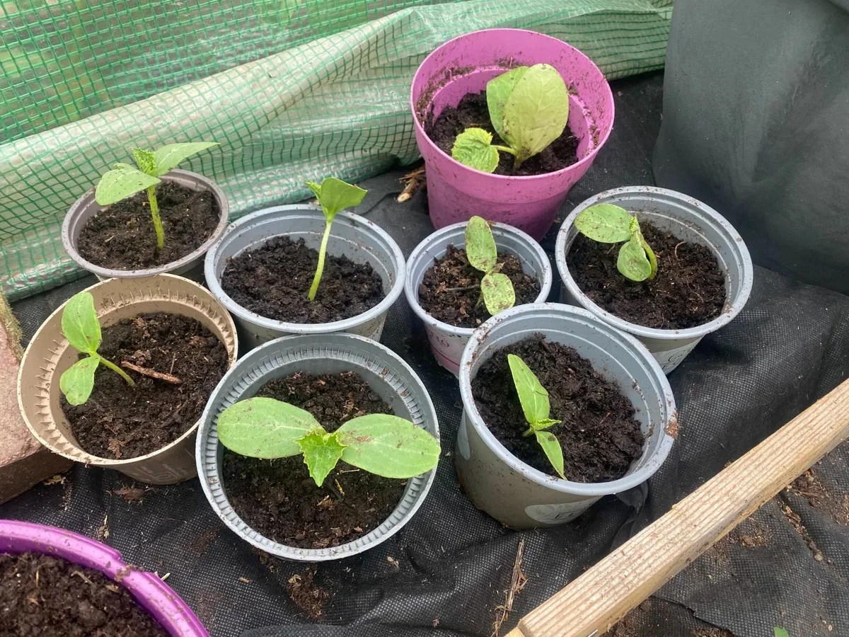 Tomato & Cucumber Plants - Image 2