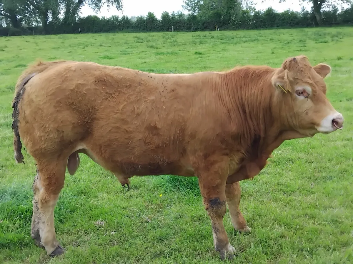 Bull - Image 1